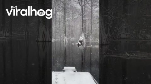 Snowy White Cypress Tree Swamp || ViralHog