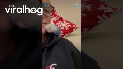 Parakeet Cuddles In Exchange For Kisses || ViralHog