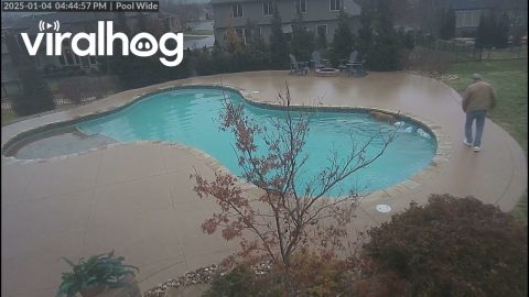 Dog and Owner Slip on Patch of Poolside Ice || ViralHog