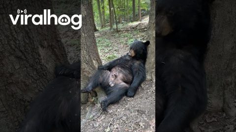 Black Bear Naps Between Two Trees || ViralHog