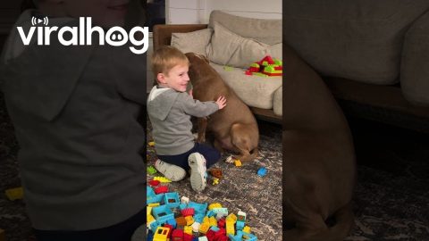 Sweet Grandson Comforts Scared New Rescue Dog || ViralHog
