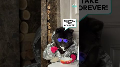 Dog with Hands Has Dinner || ViralHog