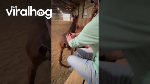 Spicy Foal Tries To High Five With Back Hooves || ViralHog