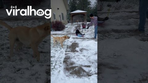Pup Wants To Sled Too || ViralHog
