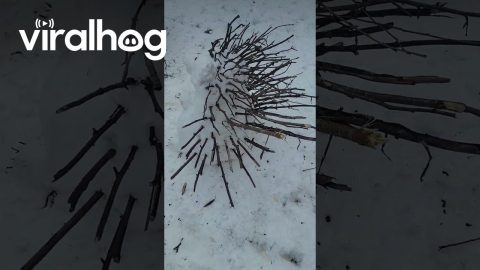 The Snowgehog! || ViralHog