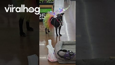 Dog's Adorable New Year's Eve Costume || ViralHog
