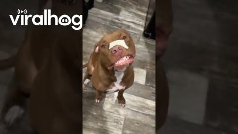 My Dogs Have Cheese Face || ViralHog