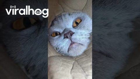 POV: You're the Last Pringle in the Tube || ViralHog