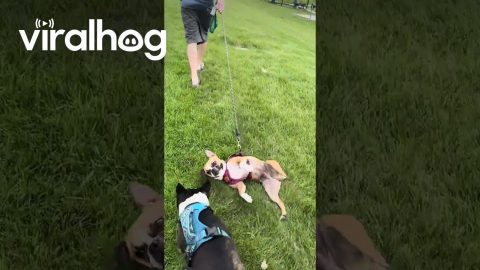Dog Slides Across Grass With Harness || ViralHog