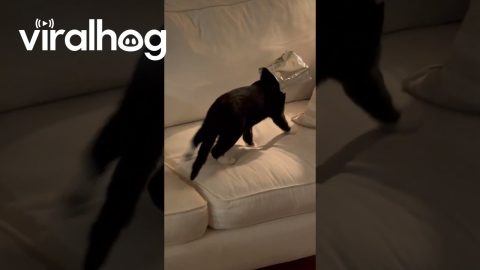 Nothing Unusual About Cat's Bag Head Situation || ViralHog