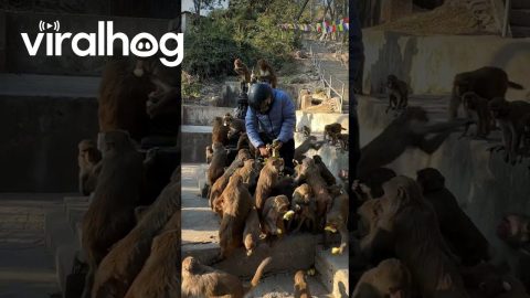 Feeding Hungry Monkeys Bananas || ViralHog