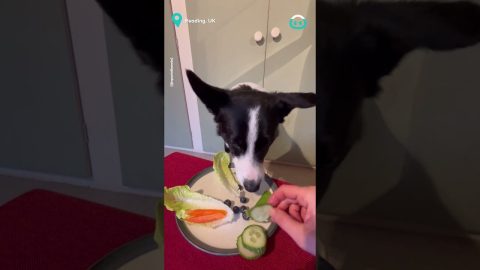 Border Collie Eats A Whole Salad And Loves It || ViralHog