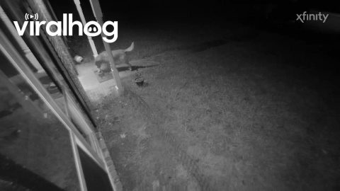 Neighbor's Loose Dog Takes Off With Food Order || ViralHog