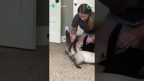 Kittens Crazy for Snack Time || ViralHog