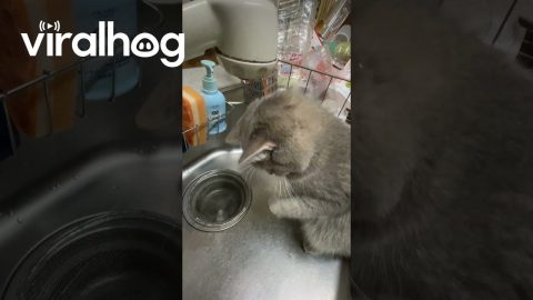 Kitten Confounded By Dripping Water || ViralHog