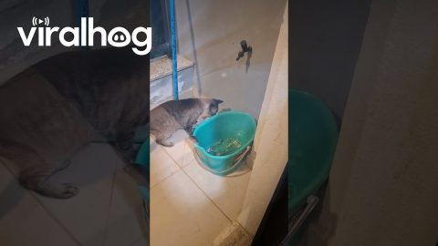Cat Hunts For Mouse Hiding In Plain Sight || ViralHog
