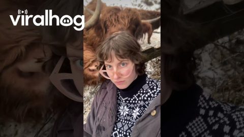 Highland Cattle Photo Op Gone Wrong || ViralHog