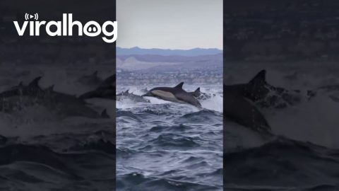 Thousands Of Dolphins Stampede || ViralHog