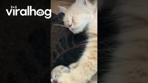 Cat Kneading On Kitten || ViralHog