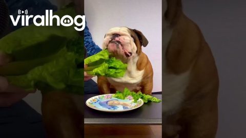 Bulldog Lettuce ASMR || ViralHog