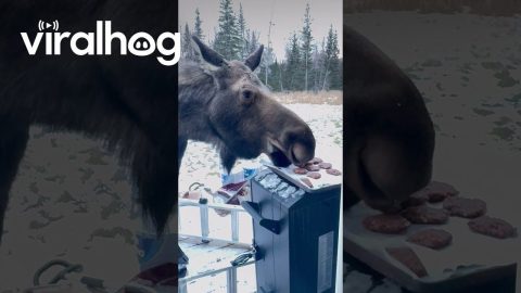 Moose Steals Freshly Baked Cookies || ViralHog