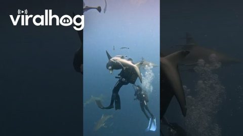 Shark Smack || ViralHog
