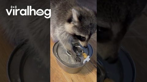 Raccoon Washes Tater Tot In Water Fountain || ViralHog
