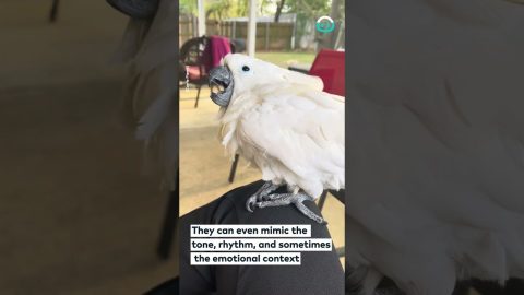 Cockatoo Gets the Giggles || ViralHog