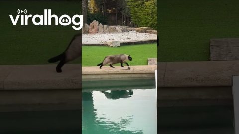 Rat, Dog, And Three Cats Hold Poolside Conference || ViralHog
