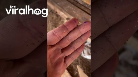 Chicken Lice Infestation || ViralHog