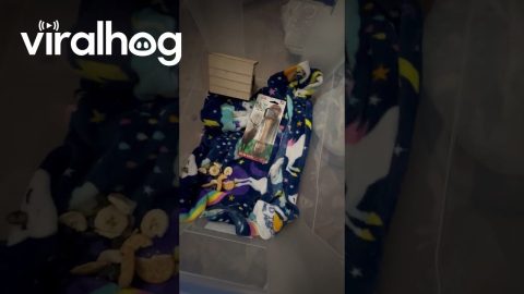 Live Mouse Found in Sealed Package || ViralHog