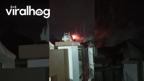 Zorro Cat Watches New Year's Fireworks || ViralHog