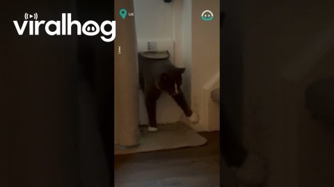 Fat Cat Won't Fit Through Small Door || ViralHog