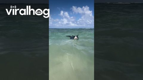 Weird Lookin' Sea Creatures || ViralHog