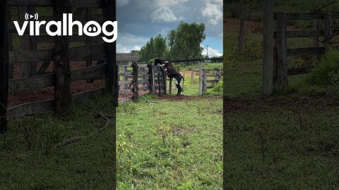 Clever Ox Opens Gate || ViralHog