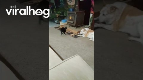 Kitten Bullies Dog Sibling With Paw Swipe || ViralHog