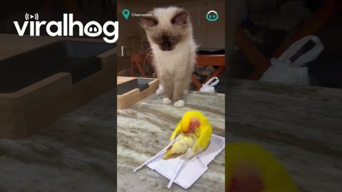Kitten Thinks He's Sneaky About Touching The Parrot || ViralHog