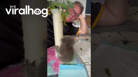 Man Encourages Orphaned Koala To Climb || ViralHog