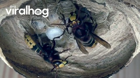 Hornet Queen And Worker Care About Larvae || ViralHog