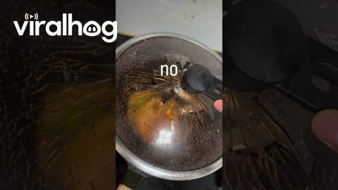 Pot Lid Shatters While Cooking || ViralHog