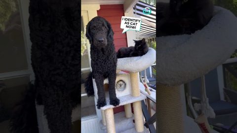 Confused Dog Acts Like a Cat || ViralHog