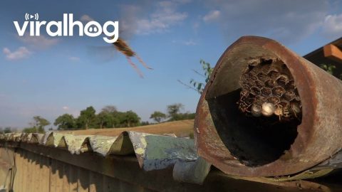 Paper Wasp Nest Observation || ViralHog
