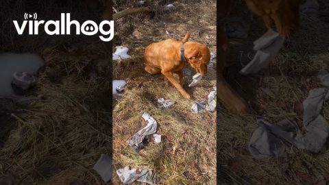 Dog Has Been Stealing Dad's Socks || ViralHog