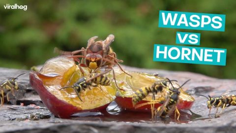 Hornet and Wasps Fight over Food || ViralHog