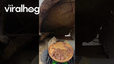 Brave Hedgehog Takes RC Cat Food || ViralHog