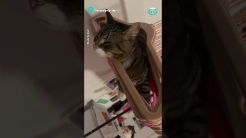 Cat Makes Comfy Coat Hanger Hammock || ViralHog