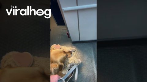Bark Attendant Boards Plane With Toy In Tow || ViralHog