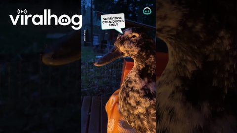 Ducks Hang out By the Fire || ViralHog