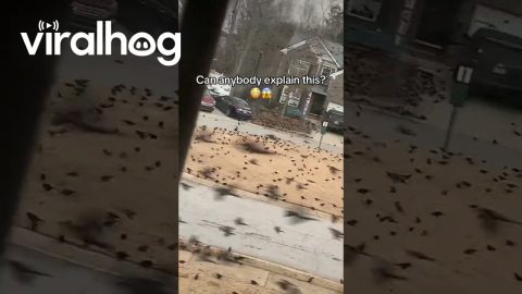Massive Flock of Birds Invade Georgia Neighborhood || ViralHog