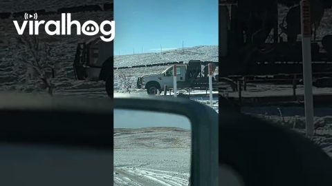 Mule Deer Rarely Enjoy Truck Beds || ViralHog